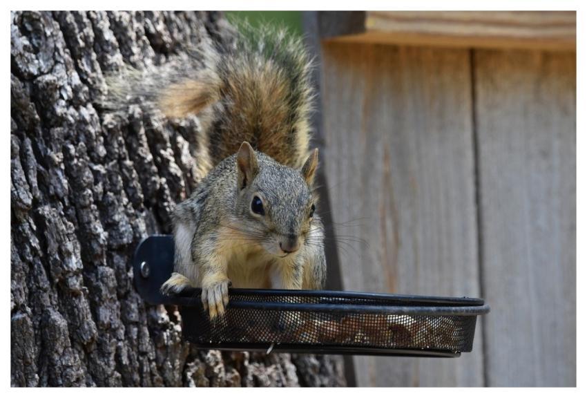 Squirrel Fox Squirrel Hd Wallpaper Animal