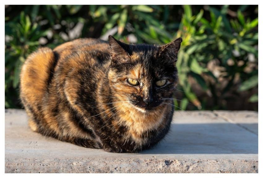 Cat Animal Domestic Animal Nature