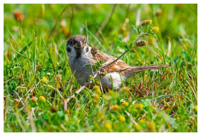 Sperling Spatz Bird Wild Bird