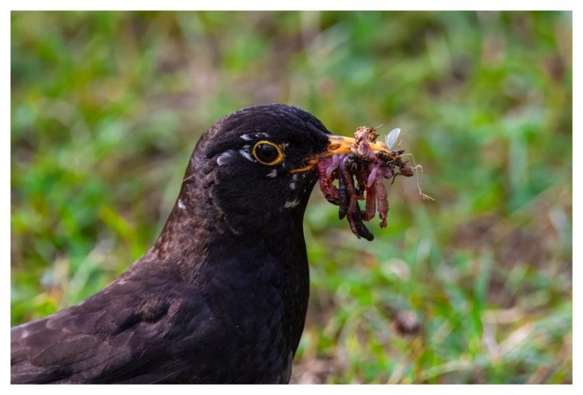 Blackbird Worms Songbird Bird