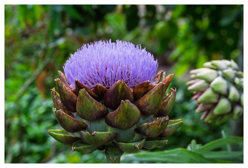 Artichoke Vegetables Food Blossom