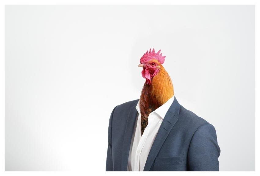 Rooster Bird Suit Ego