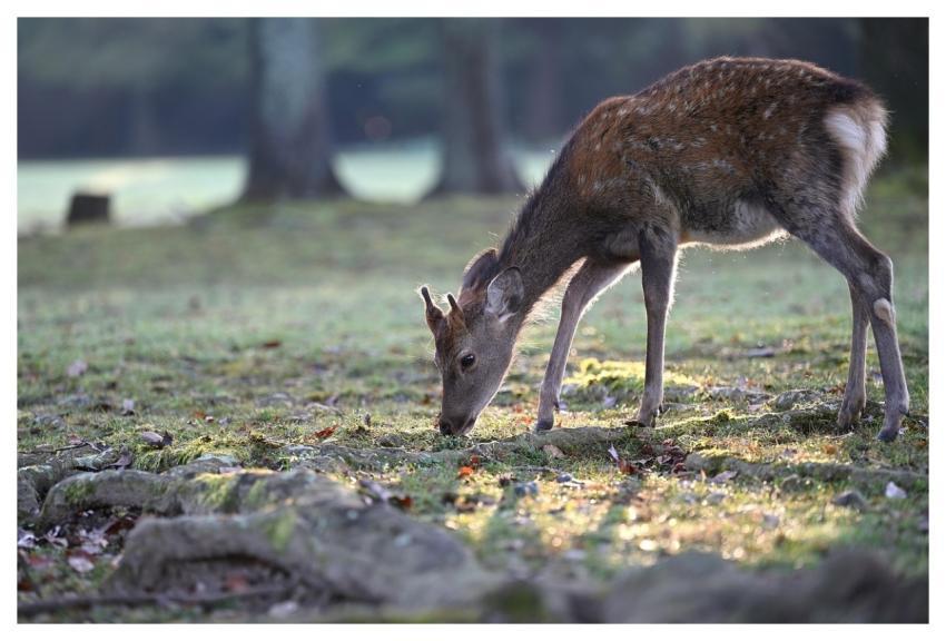 Animal Nature Deer Mammal