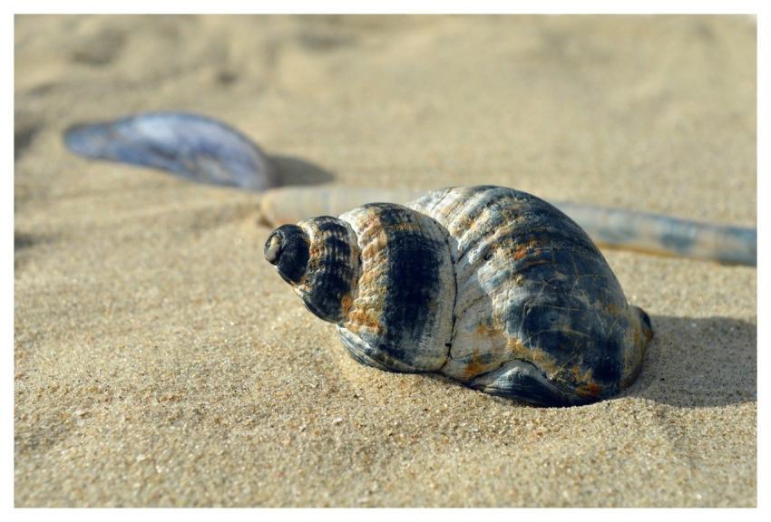 Shellfish Mollusk Casing Shell