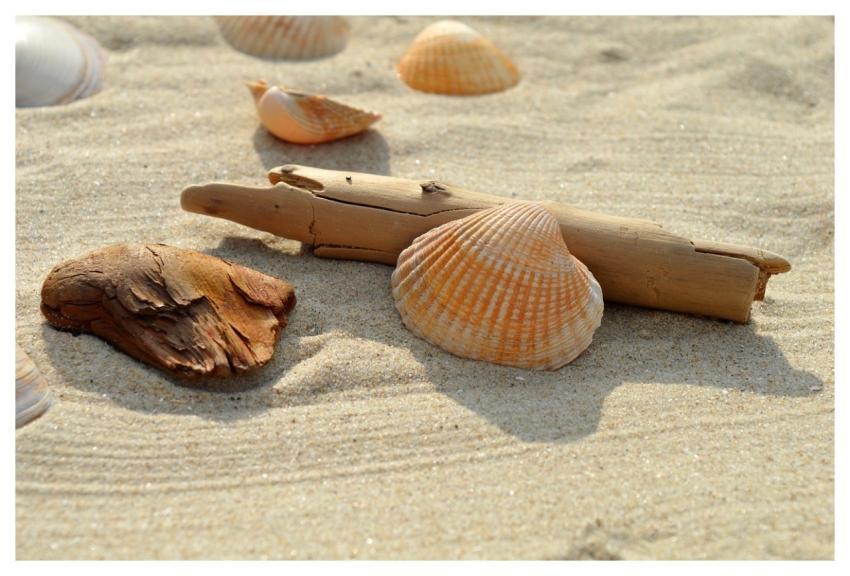 Shell Cockle Flotsam Sandy Beach