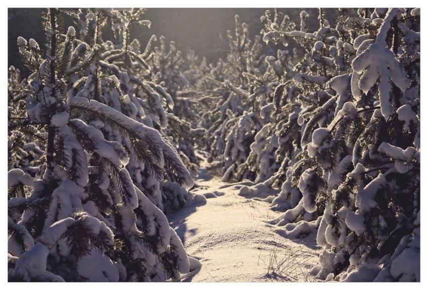 Winter Ate Forest Snow