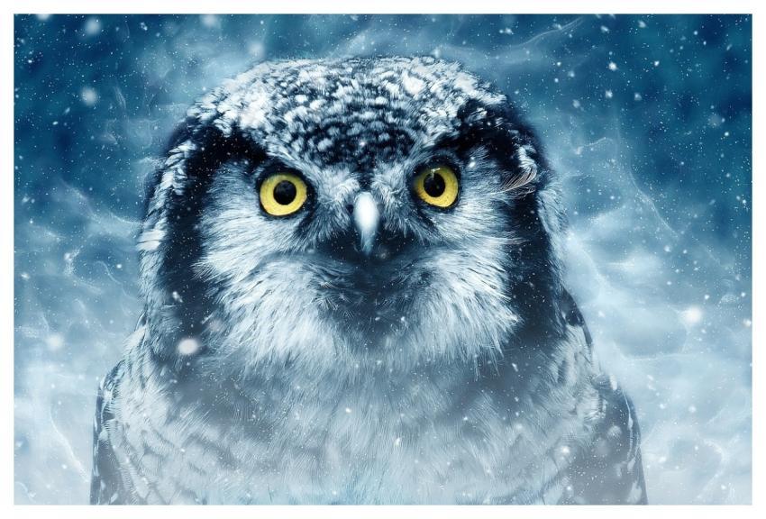 Bird Owl Wildlife Animal