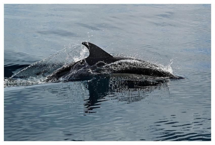 Dolphin Sea Splash Nature