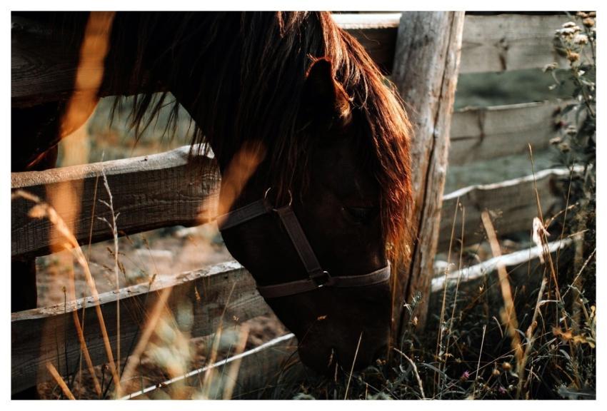 Animal Nature Mammal Horse