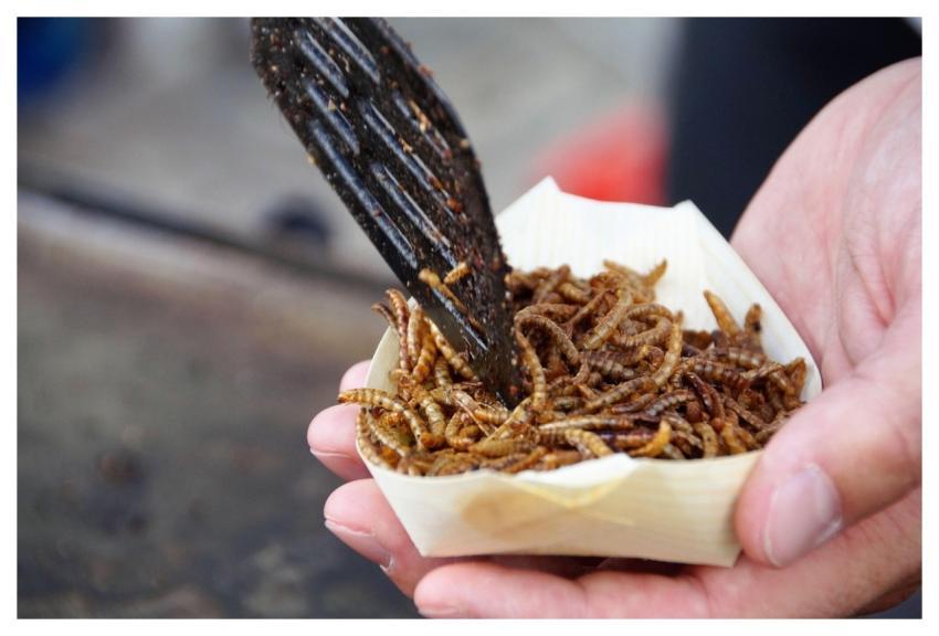 Worms Insects Food Protein