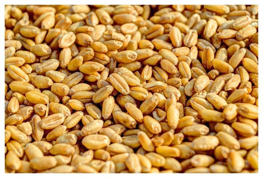 Wheat Grain Agriculture Seed