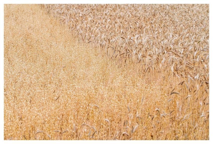 Wheat Spikelets Grain Agriculture