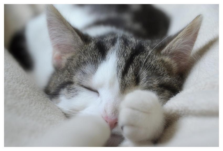 Cat Pet Feline Domesticated