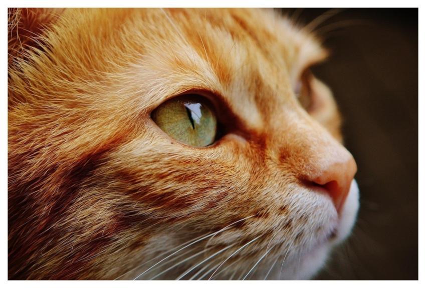 Cat Face Eyes Portrait