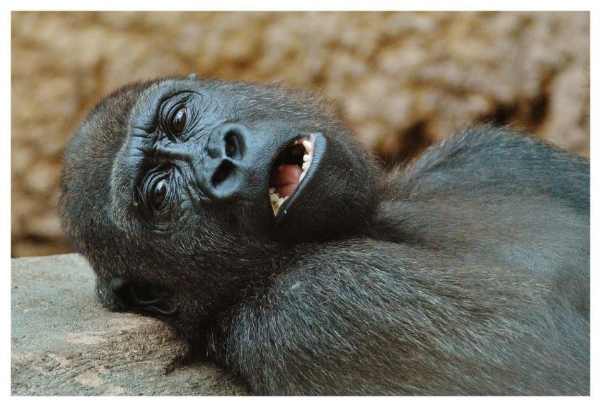 Ape Gorilla Zoo Animal