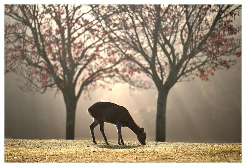 Deer Grazing Field Animal