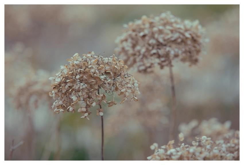 Hydrangea Nature Bloom Blossom