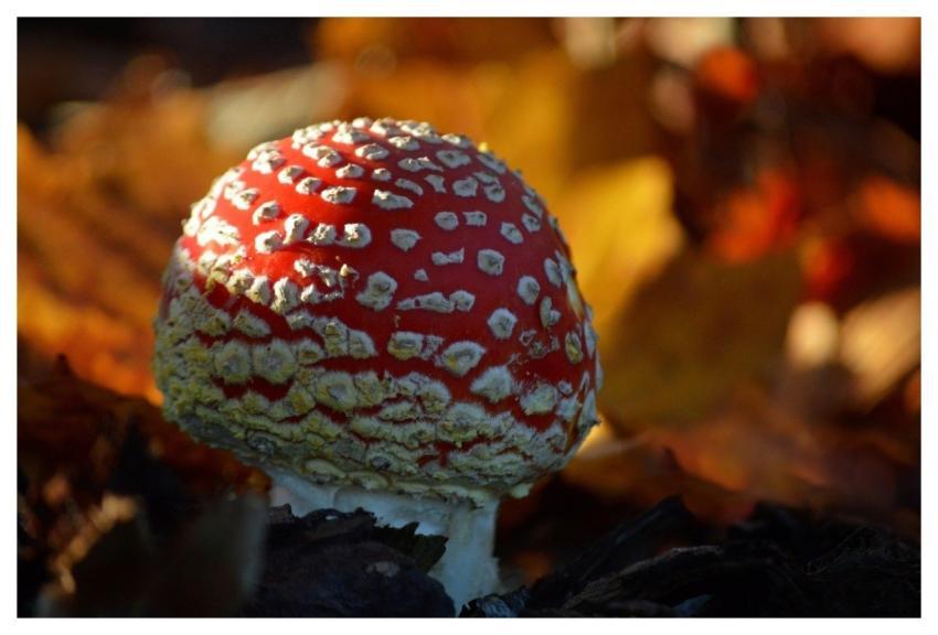 Mushroom Toadstool Close Up Autumn Leaves