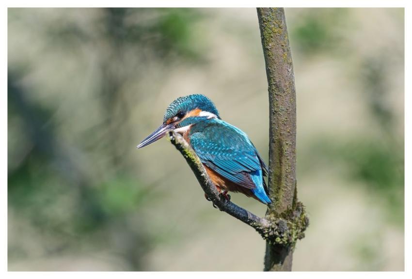 Bird Kingfisher Ornithology Species