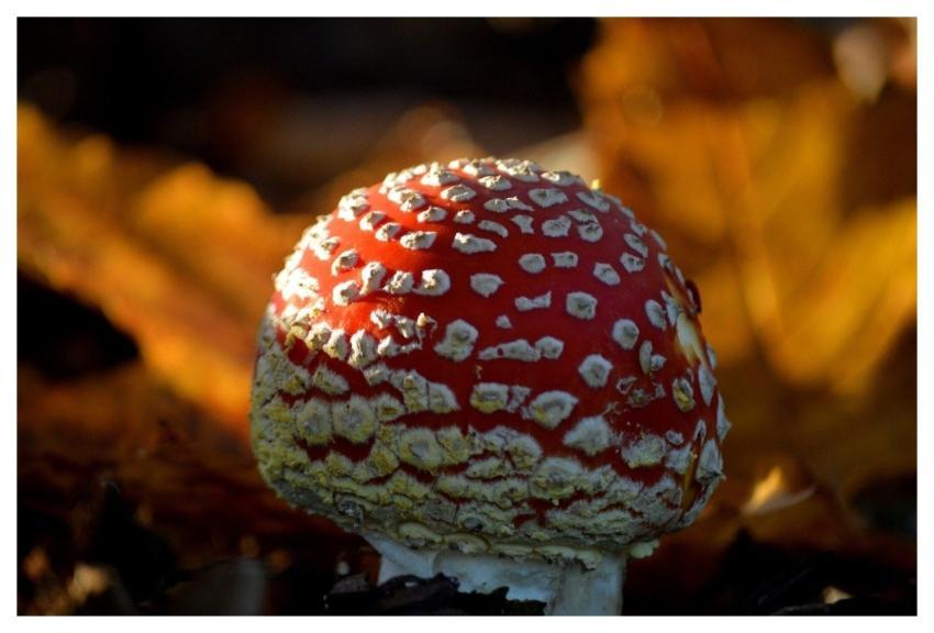 Mushroom Toadstool Close Up Autumn Leaves