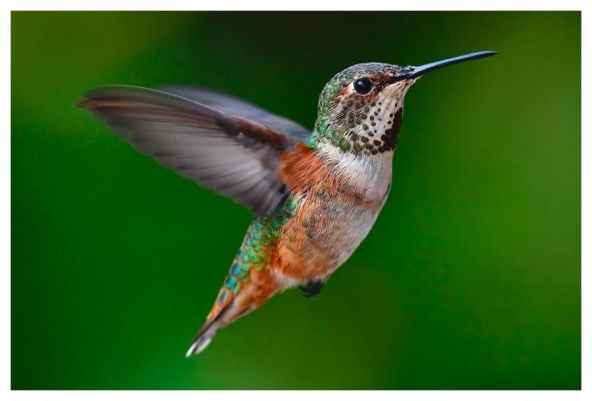 Hummingbird Wings Fluttering Flying