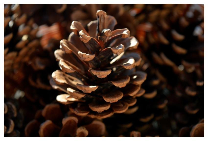 Pine Cones Tap Tschurtschen Seeds