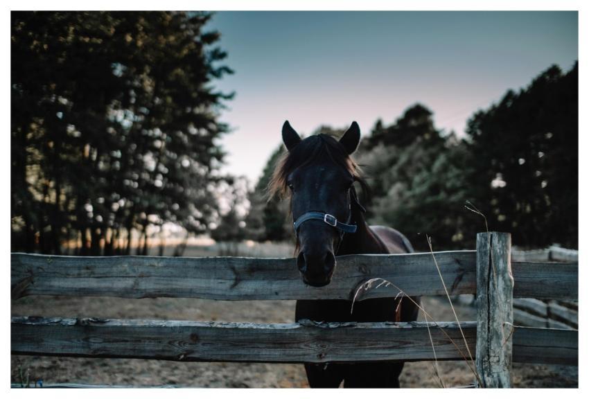Horse Animal Equine Head