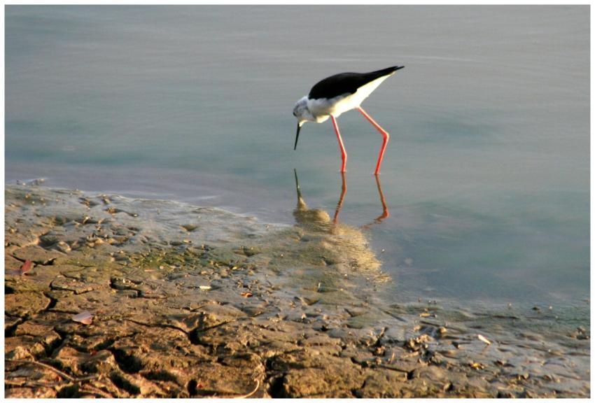 A black-winged stilt with long red legs searches f