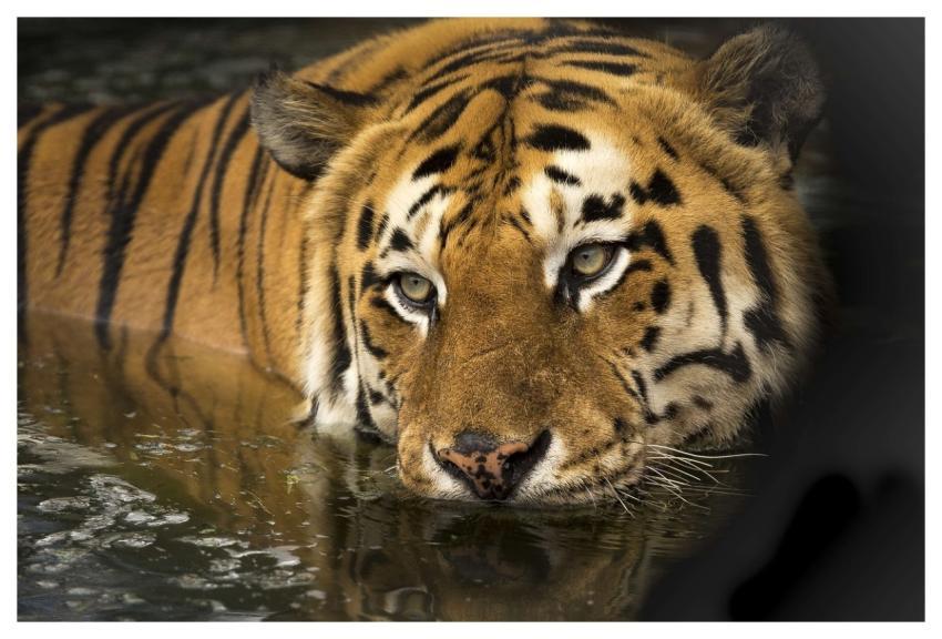 Tiger Eyes Bathing Nature
