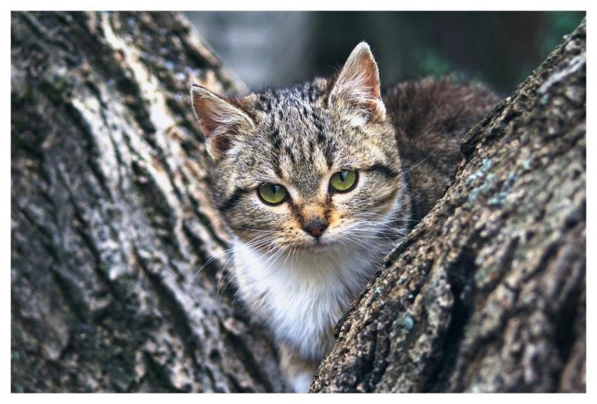 Cat Kitten Animal Nature