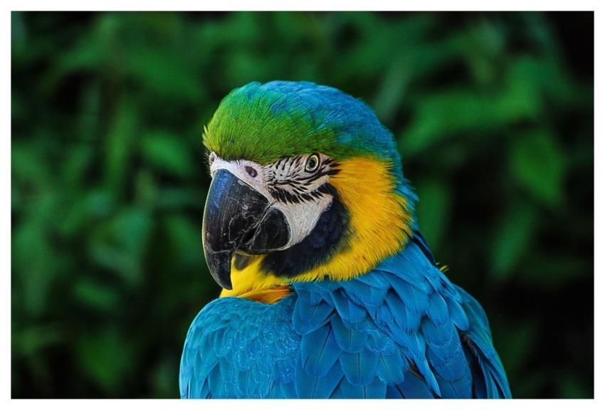 Macaw Bird Animal Blue And Yellow Macaw