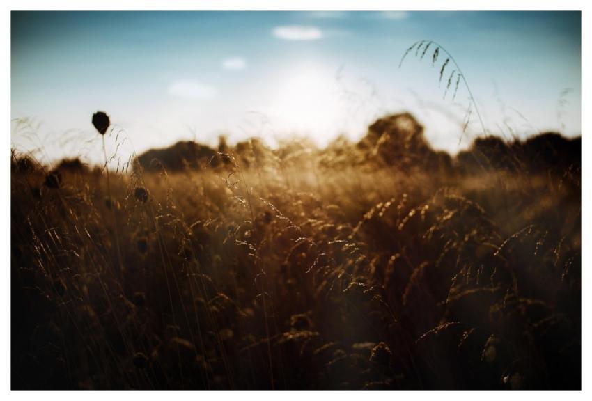 Nature Sunset Outdoors Field