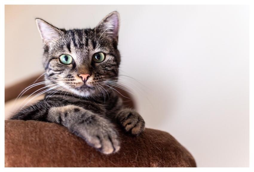 Simba Nature Pet Animal