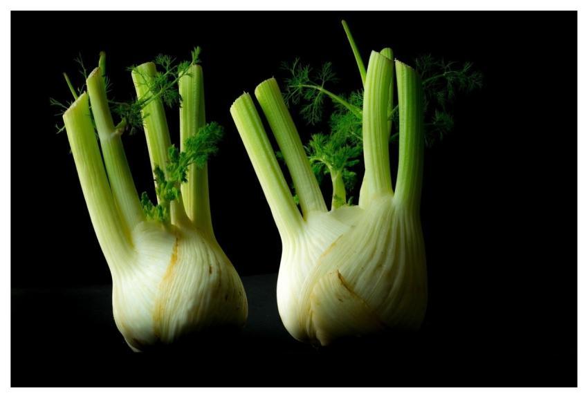 Vegetables Fennel Forget Old