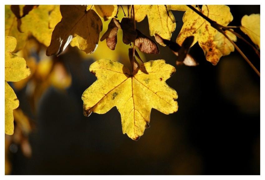 Maple Leaves Autumn Leaves Fall Leaves