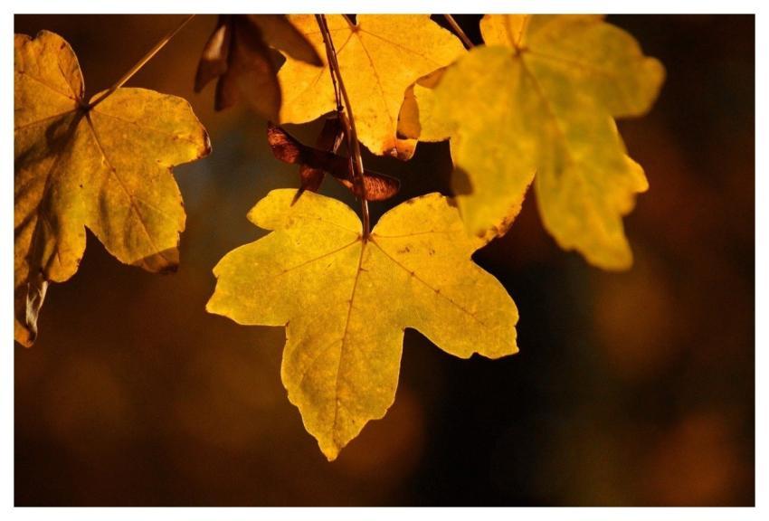 Maple Leaves Autumn Leaves Fall Leaves