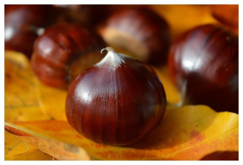 Sweet Chestnuts Chestnuts Castanea Sativa Nature