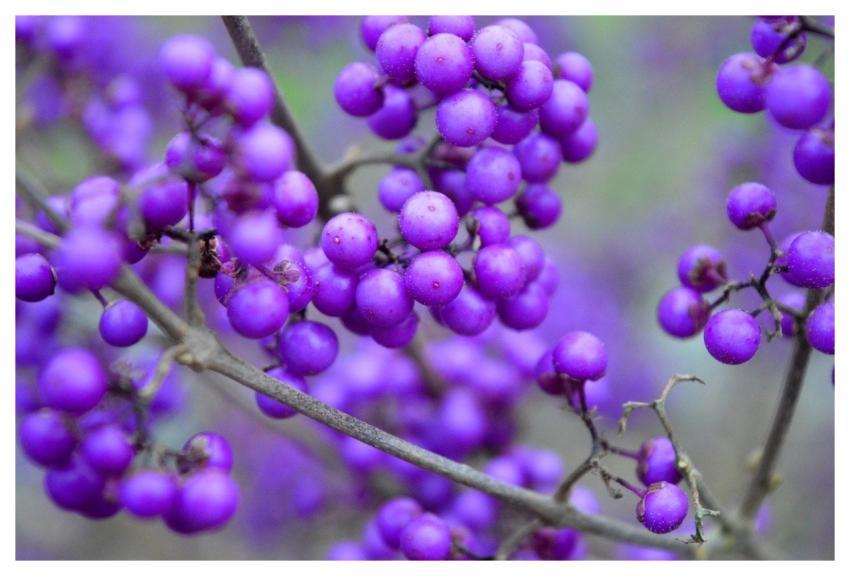 Love Pearls Callicarpa Bodinieri Bodinier's Beauty