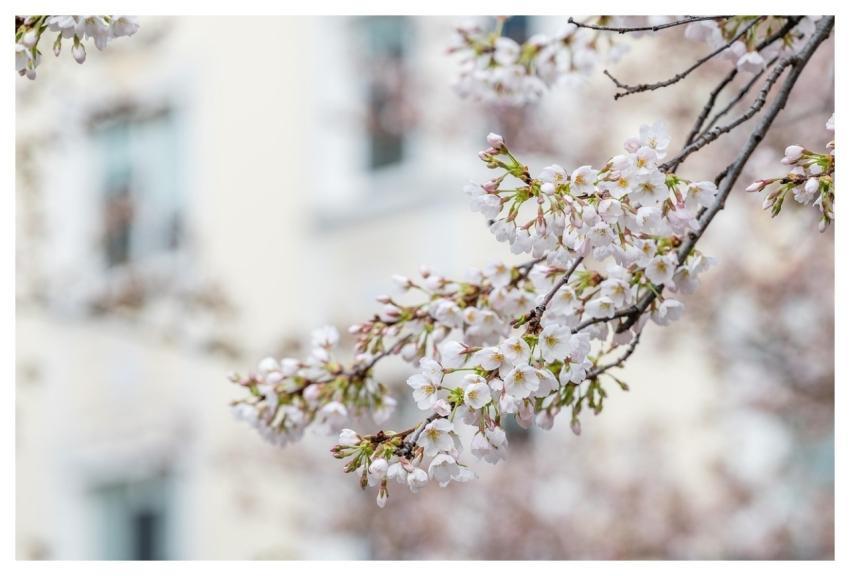 Peach Blossoms Cherry Blossoms Beautiful Flowers W