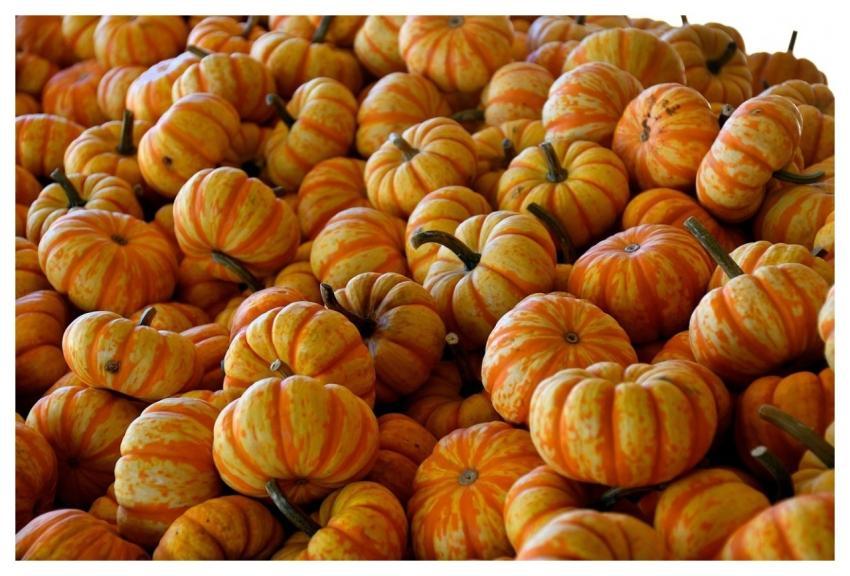 Pumpkins Gourd Harvest Farm