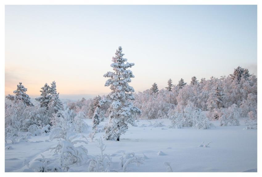 Winter Landscape Snow Nature