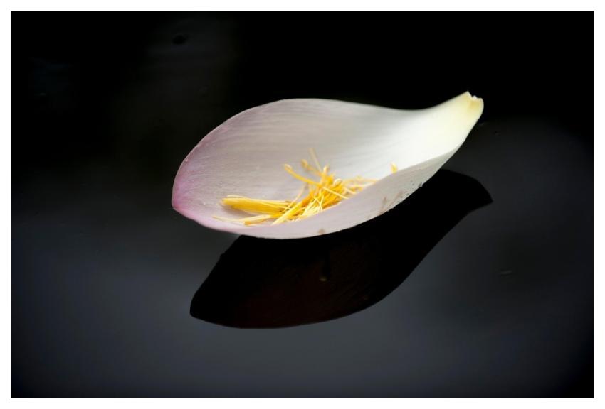 Petal Flower Background Beautiful Flowers Nature