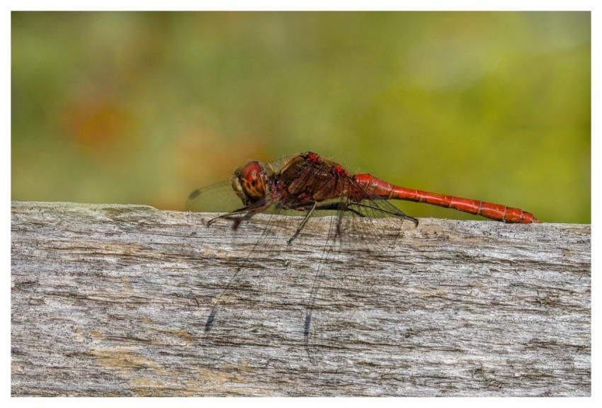 Dragonfly Branch River Water