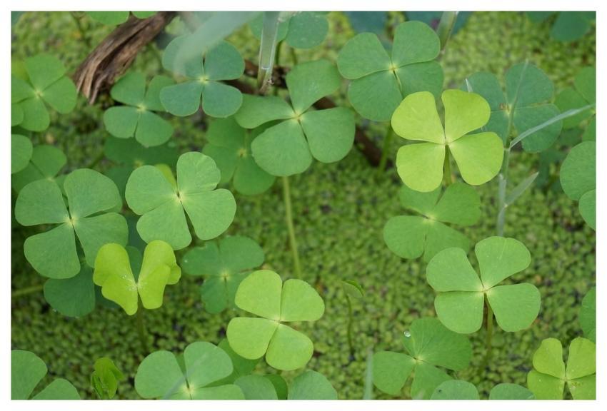 Luck Nature Four Leaf Clover Plant