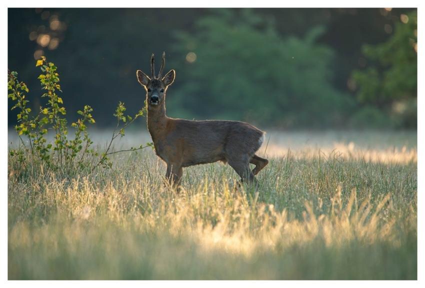 Nature Animal Doe Mammal