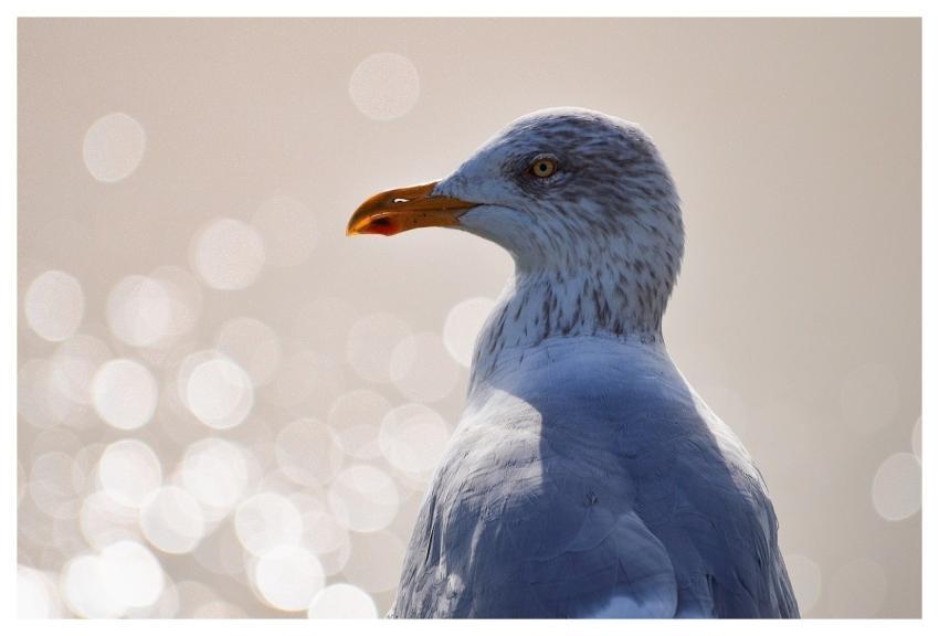 Seagull Bird Sea Bird Animal