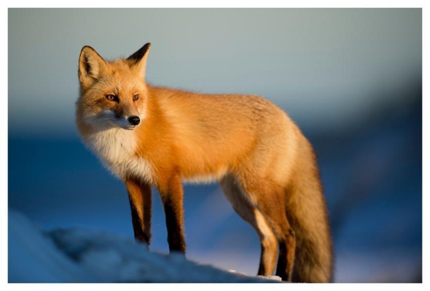 Fox Animal Wilderness Nature