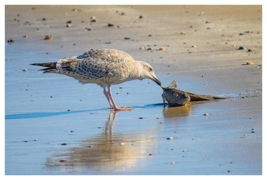 Gull Cod Beach Bird