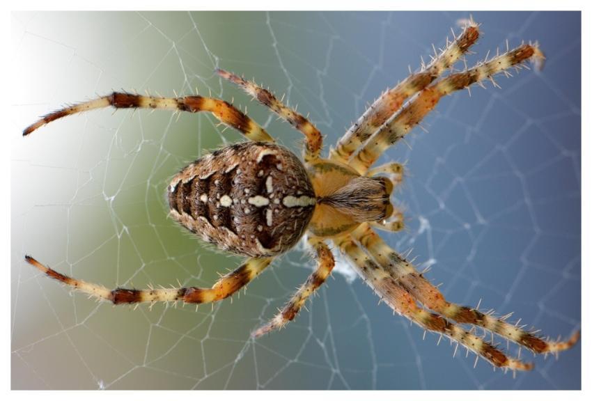 Spider Animal Cobweb Arachnid