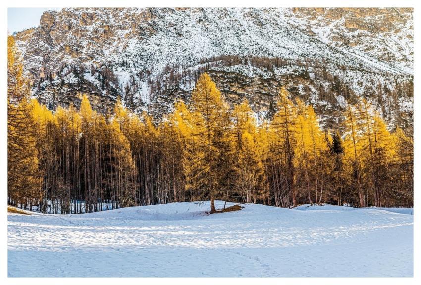 Forest Trees Winter Italy
